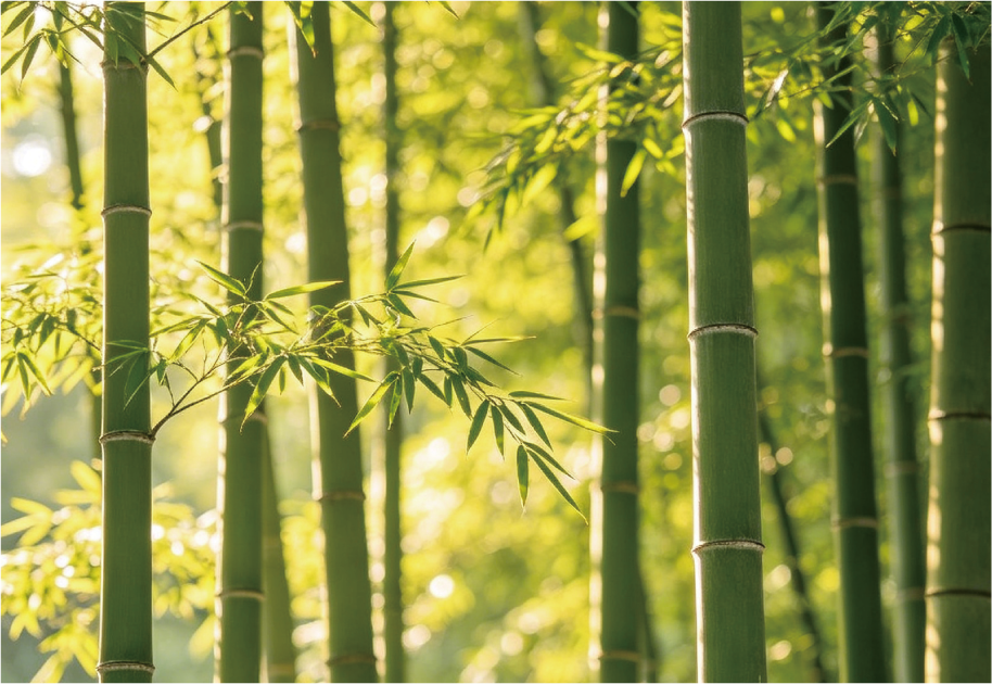 bamboo Hestia Blinds